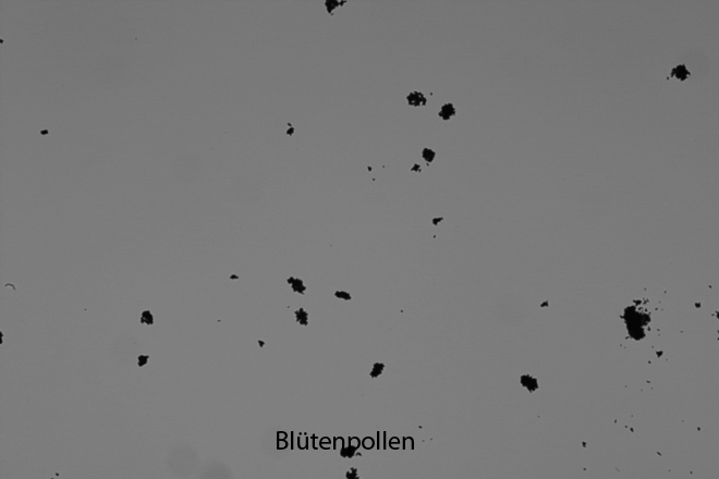 Blütenpollen